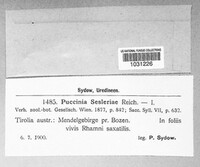 Puccinia sesleriae image